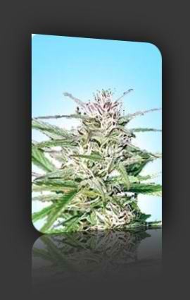 Early Bud